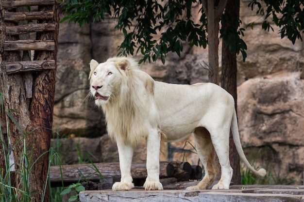 Lion is watching food