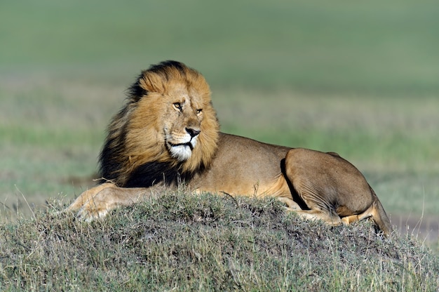 自然の生息地にいるライオン。アフリカ、ケニア。