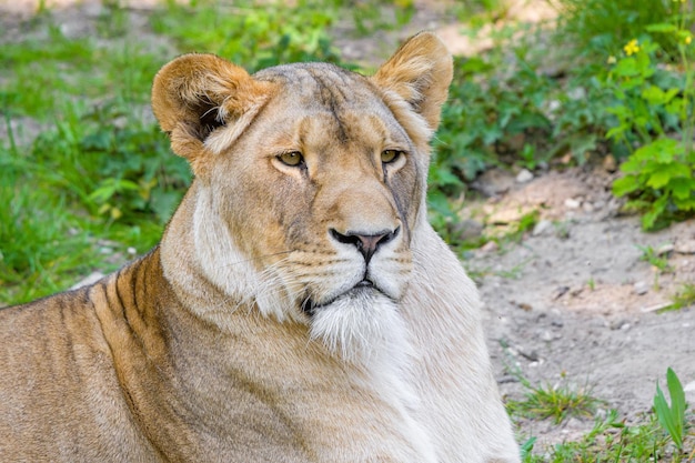 Lion King of the wildSterke en zelfverzekerde leeuw op parkKing of the Jungle