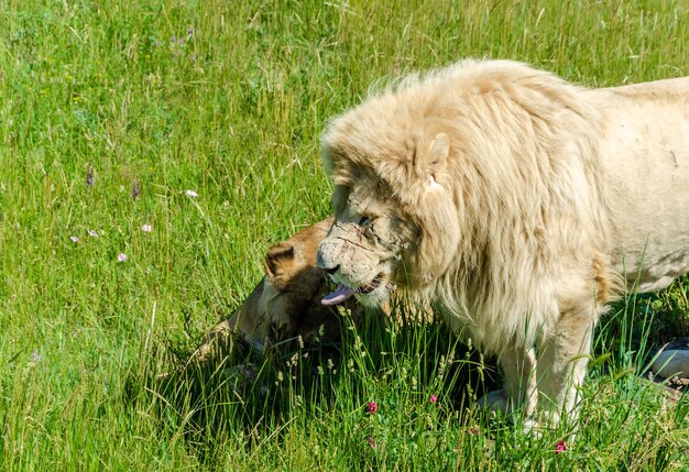 A lion lies in the grass on a summer day