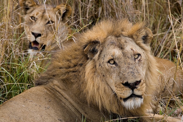 Lion and Lioness are standing together 