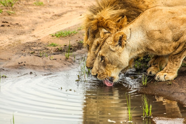 Photo lion and lioness drinking water at lake