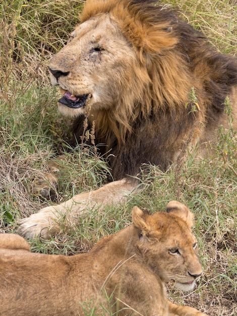 Lion and lioness lying in the meadow