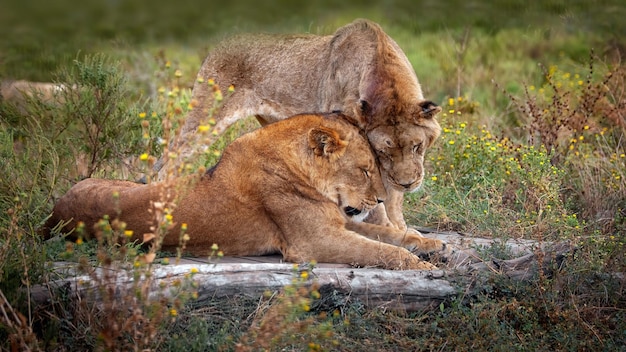 A Lion and a lioness in the natural environment Selective focus