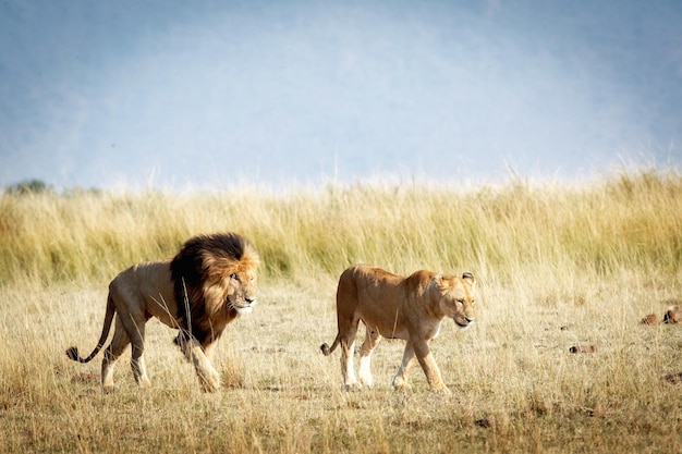 ケニアを歩くライオンと雌ライオン