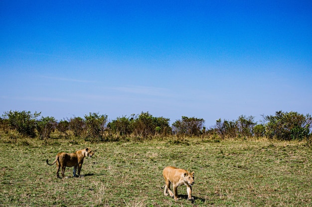 Lion Lioness Wild Cat Wildlife Animals Savanna Grassland Wilderness Maasai Mara National Park Kenya