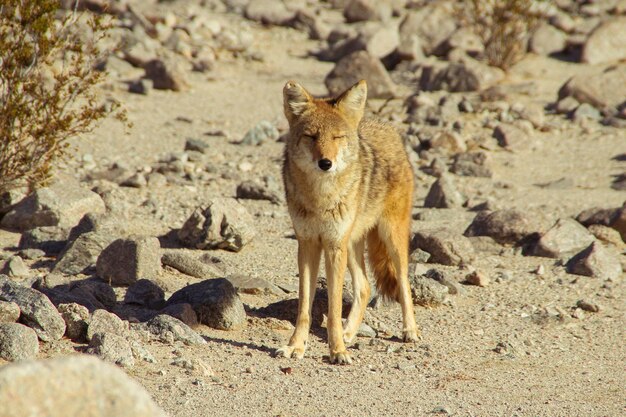 写真 獅子が岩を眺めている