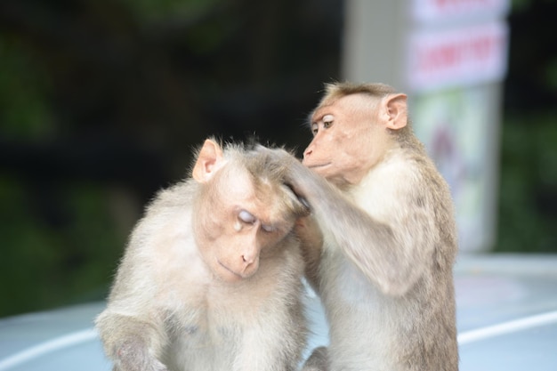 写真 野外を見回すライオン