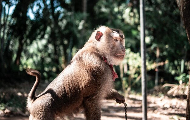 Foto il leone che guarda da un'altra parte.