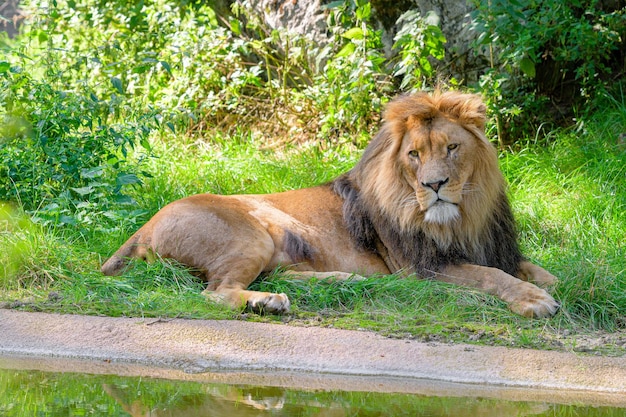 Lion looking at the cameraSiberian lion is looking straight into the camera