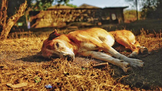 Lion lying in a field