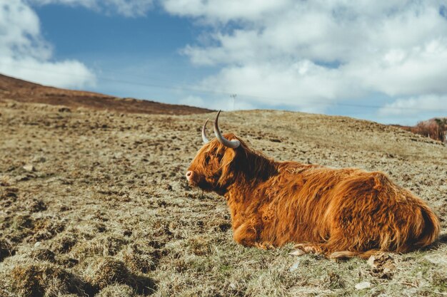 Photo lion lying in a field