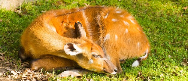 Photo lion lying in a field