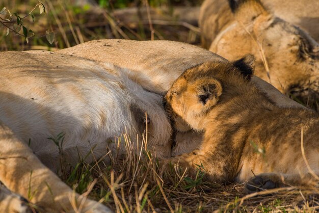 Lion lying in grass