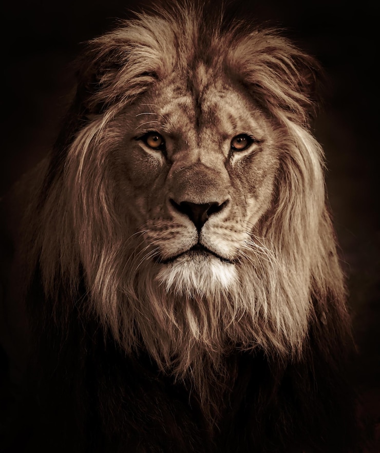 Photo lion(male)