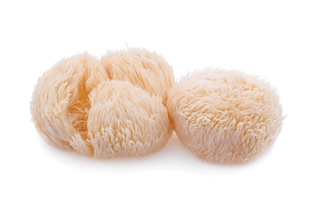 Lion mane mushroom isolated on white background