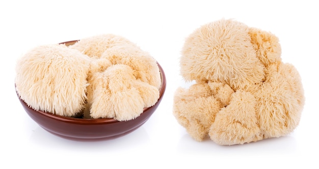 Lion mane mushroom isolated