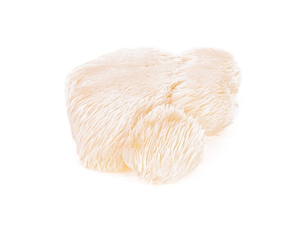 Lion mane mushroom isolated.