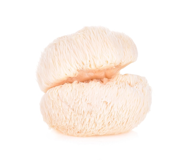 Lion mane mushroom isolated