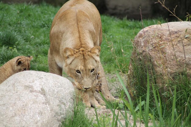 Photo lion mother with her child