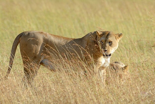 ケニア、アフリカの国立公園のライオン