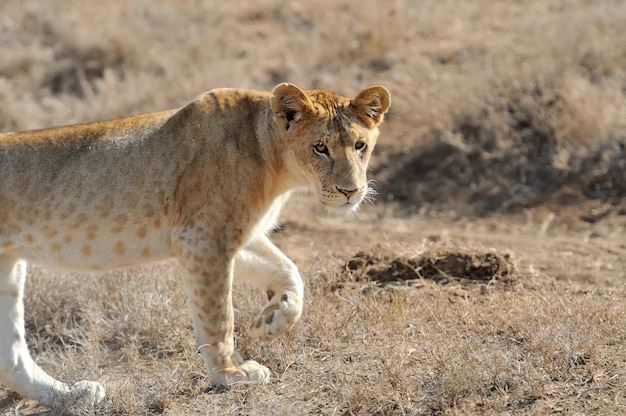 lion in National park of Kenya