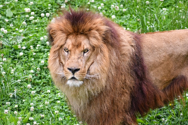 Foto leone in un ambiente naturale