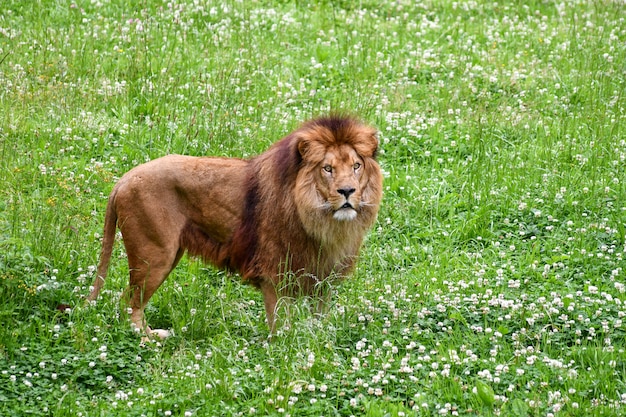 Photo lion in a natural environment