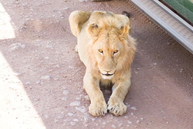 Lion near cars at Ngorongoro crater Tanzania