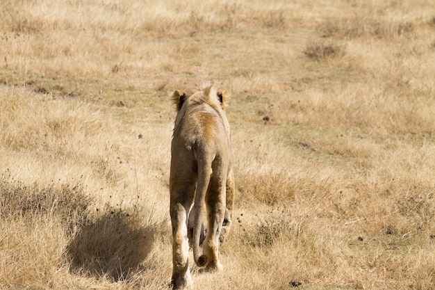 Lion on Ngorongoro Conservation Area crater, Tanzania. African wildlife