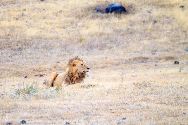 Leone sul cratere dell'area protetta di ngorongoro