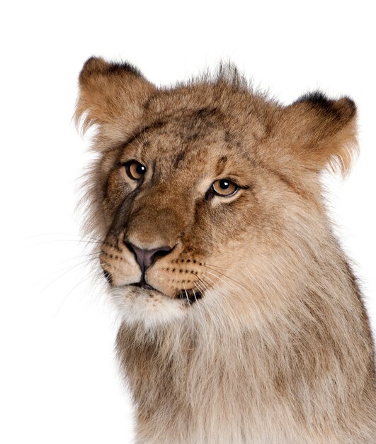 Lion, Panthera leo, isolated