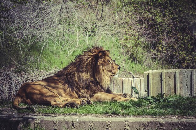 Leone, panthera leo, mammifero maestoso, scena della fauna selvatica