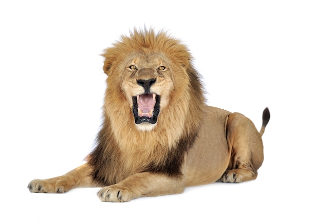 Lion, Panthera leo on a white isolated