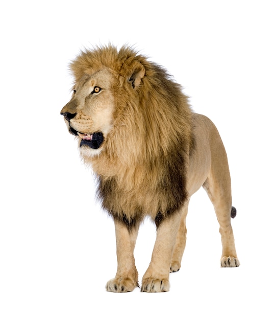 Lion, Panthera leo on a white isolated