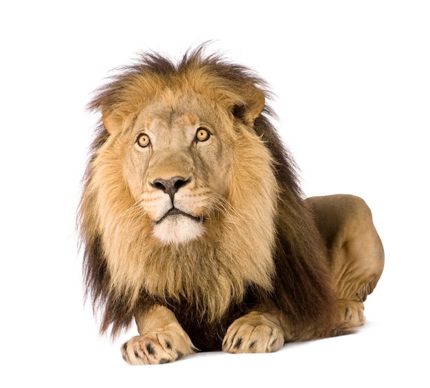 Lion, Panthera leo on a white isolated