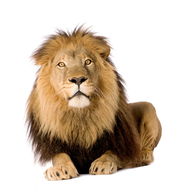 Lion, Panthera leo on a white isolated