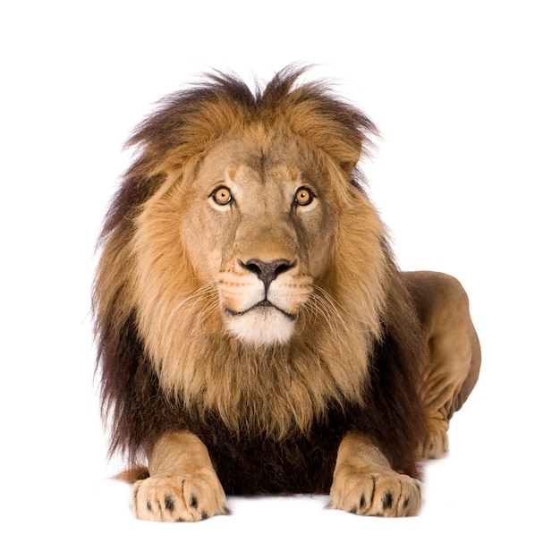 Lion, Panthera leo on a white isolated