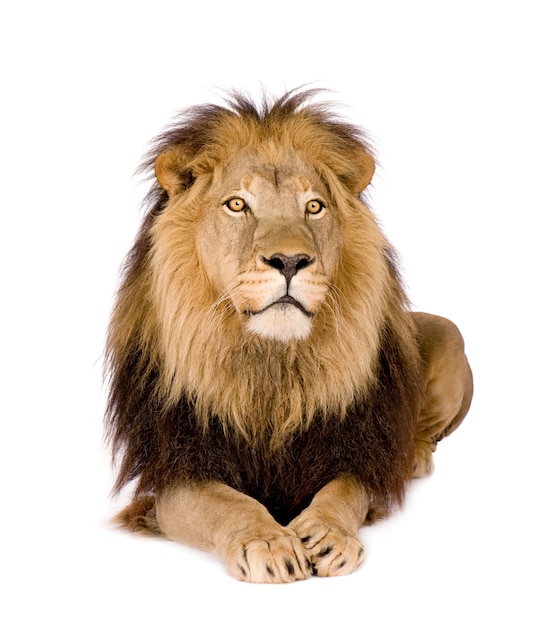 Lion, Panthera leo on a white isolated