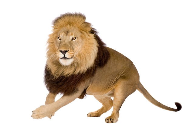 Lion, Panthera leo on a white isolated