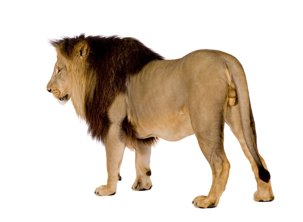 Lion, Panthera leo on a white isolated