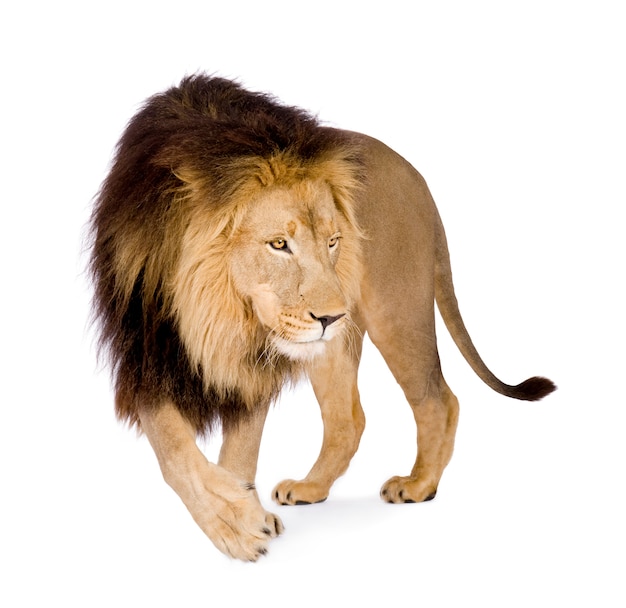 Lion, Panthera leo on a white isolated