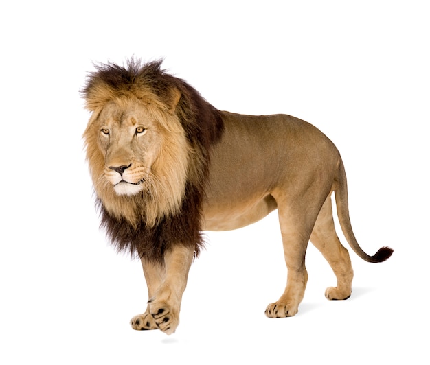 Photo lion, panthera leo on a white isolated