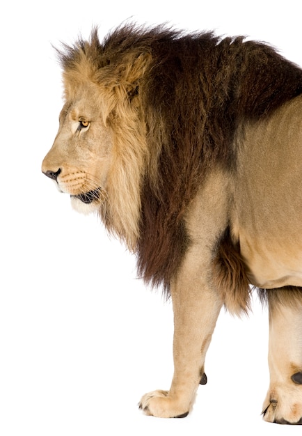 Lion, Panthera leo on a white isolated