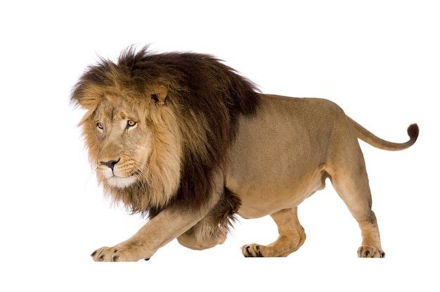 Lion, Panthera leo on a white isolated