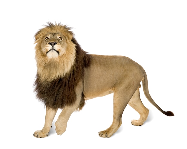 Lion, Panthera leo on a white isolated