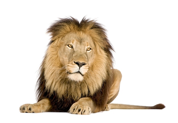 Lion, Panthera leo on a white isolated