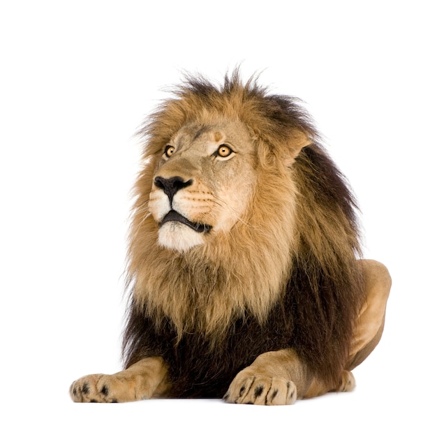 Lion, Panthera leo on a white isolated