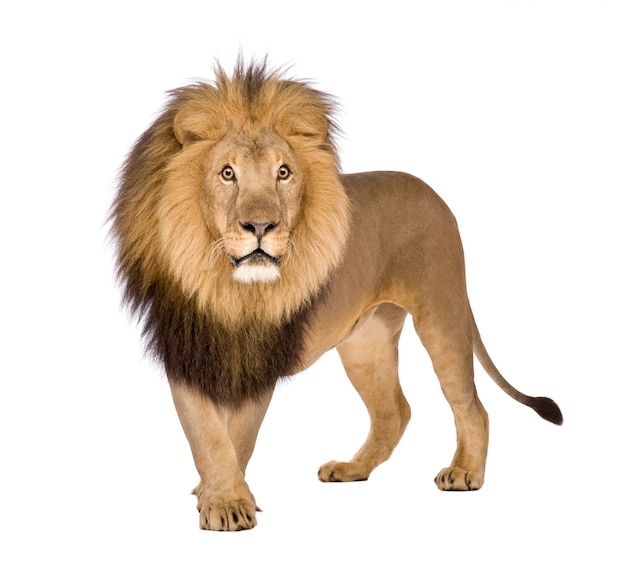 Photo lion, panthera leo on a white isolated