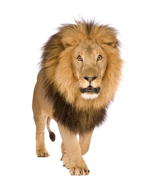 Lion, Panthera leo on a white isolated